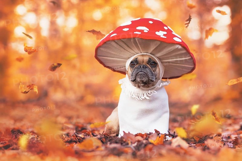 Funny French Bulldog dog in unique fly agaric mushroom costume standing in orange autumn forest