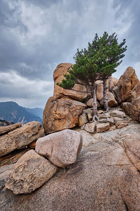 Rock with pine trees in cloudy weather. Seoraksan National Park, South Korea, Asia