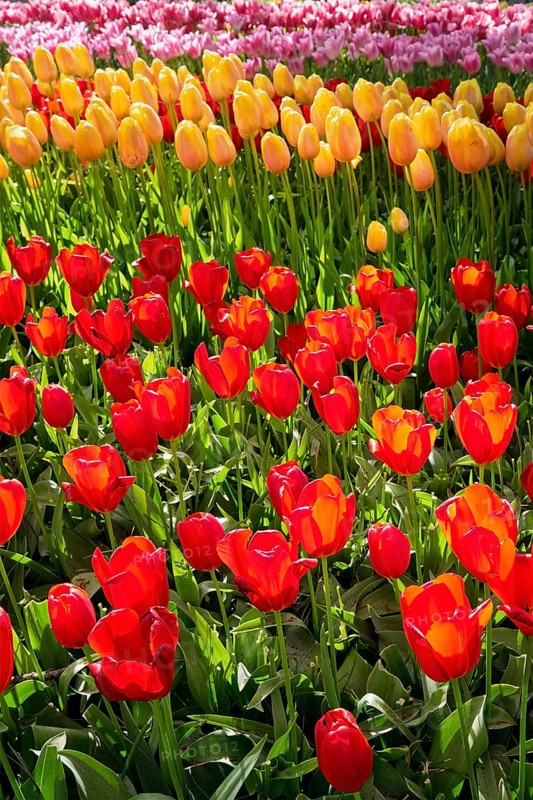 Blooming tulips flowerbed in Keukenhof flower garden, also known as the Garden of Europe, one of the world largest flower gardens and popular tourist attraction. Lisse, the Netherlands