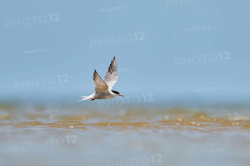 Elegant tern (Thalasseus elegans) flying in the sky above the sea, hunting, ebro delta, Catalonia, Spain, Europe