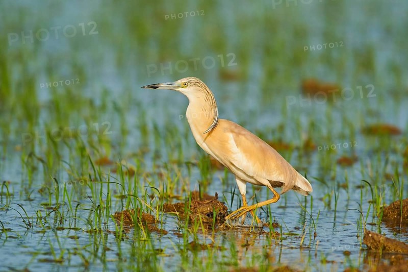 Squacco heron (Ardeola ralloides) in a paddy field, hunting, ebro delta, Catalonia, Spain, Europe
