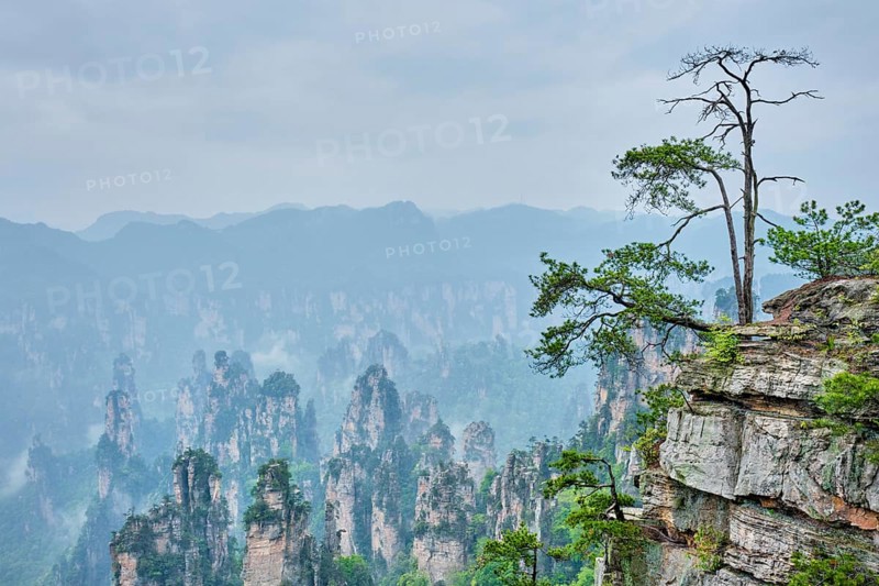 Famous tourist attraction of China, Zhangjiajie stone pillars cliff mountains in fog clouds at Wulingyuan, Hunan, China, Asia