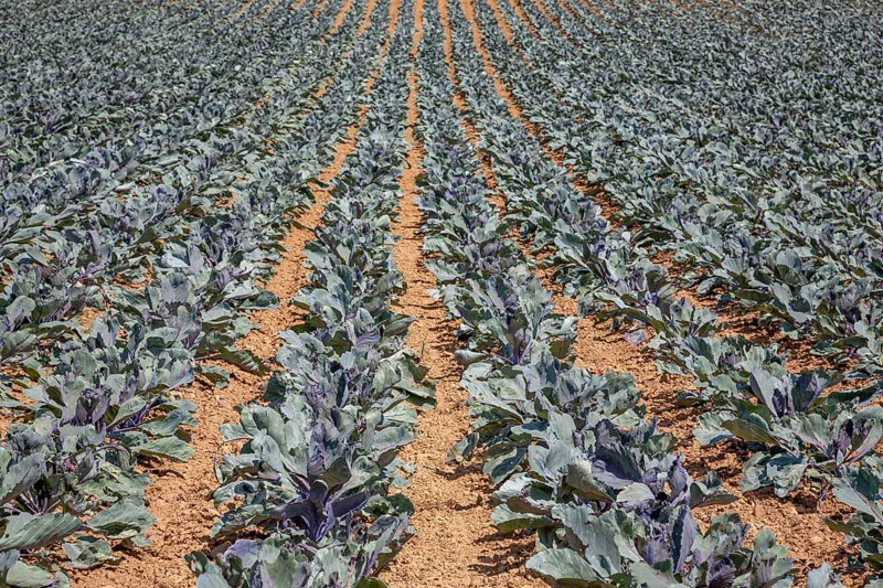 Field with red cabbage (Brassica oleracea convar. capitata var. rubra L.), Southern Palatinate, Palatinate, Rhineland-Palatinate, Germany, Europe