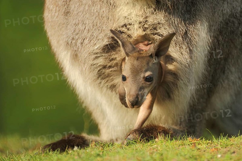 Red-necked wallaby (Macropus rufogriseus) in mother's pouch, young, security, out, look, glimpse, protect, wallabies, wallabia, wallaby, kangaroos, marsupial mammals (Marsupialia), marsupial, captive