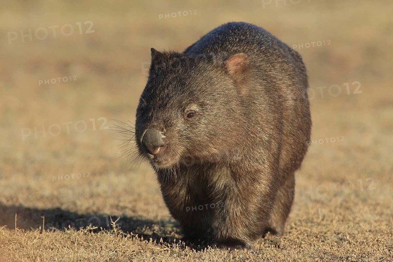 Common wombat (Vombatus ursinus), in evening light, running head-on towards photographer, Tasmania, Australia, Oceania