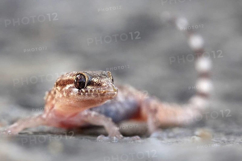 Mediterranean house gecko (Hemidactylus turcicus) half-fingered gecko, portrait, with erect tail, Sardinia, Italy, Europe