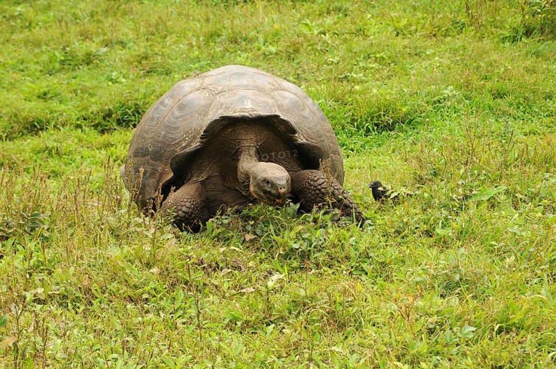 Giant tortoise eating grass in Galapagos, Ecuador, South America