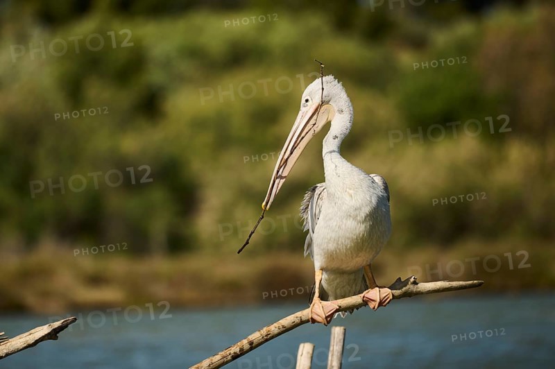 Great white pelican (Pelecanus onocrotalus) sitting, France, Europe