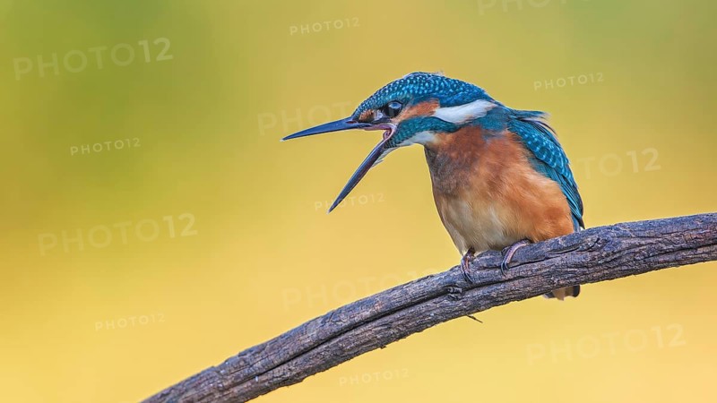Common kingfisher (Alcedo atthis) Young bird, male, preening, threatening, plumage care, Middle Elbe Biosphere Reserve, in natural habitat, autumn leaves, autumn colour, habitat, Saxony-Anhalt, Germany, Europe