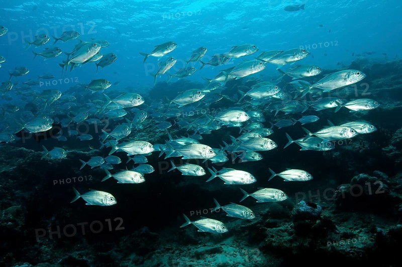Shoal of bigeye mackerel bigeye trevally (Caranx sexfasciatus) Spiny mackerel swimming over tropical coral reef, Pacific Ocean, Caroline Islands, Yap Island, Yap State, Federated States of Micronesia