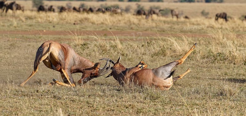 Fight between two Topi lei antelope bulls, Maasai Mara Game Reserve, Kenya, Africa