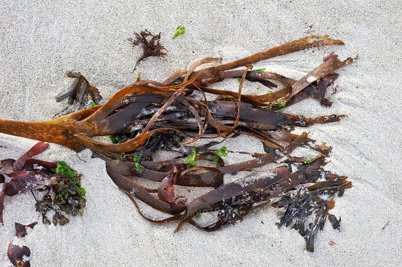 Furbellow seaweed (Saccorhiza polyschides) washed up on the beach