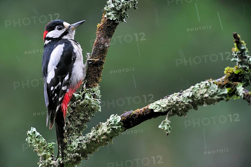 Great Spotted Woodpecker (Dendrocopos major), Greater Spotted Woodpecker male perched on branch covered in lichen in the rain