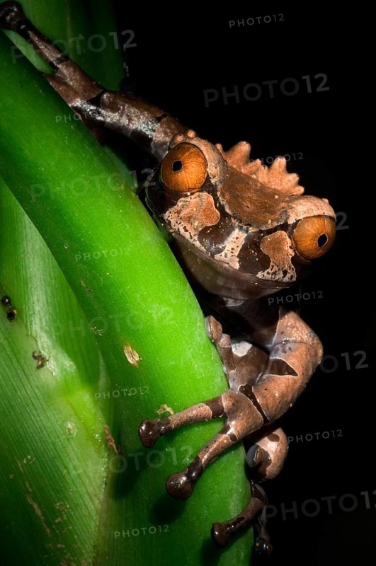 Spiny-headed Tree Frog, Crowned Tree Frog (Anotheca spinosa) on leaf at night, Costa Rica, Central America