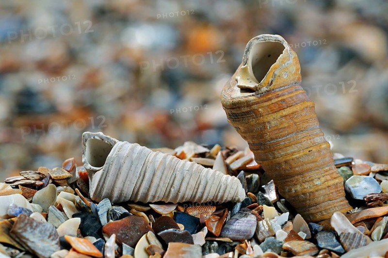 Common tower shell (Turritella communis), Common tower shells, Other animals, Marine snails, Snails, Animals, Molluscs, Turret-shell, Auger shell, common tower shell fossils on beach