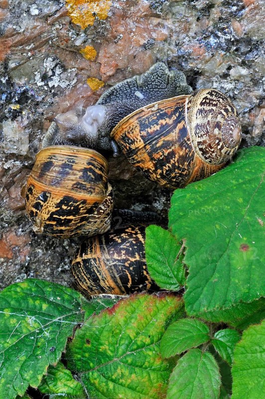Close-up of Common garden (Cornu aspersum) snails (Helix aspersa) mating, copulating on garden wall