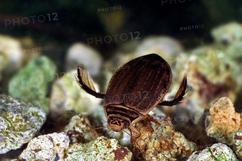 Common grooved swimmer (Acilius sulcatus), Other animals, Insects, Beetles, Animals, Lesser diving beetle, Grooved diving beetle swimming underwater