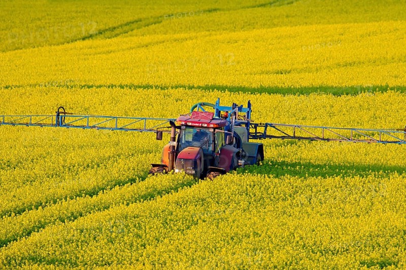 Tractor with field sprayer spraying oilseed rape (Brassica napus) with pesticides in the spring