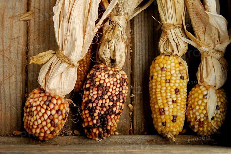 OrnamentCorn (Zea mays), butt