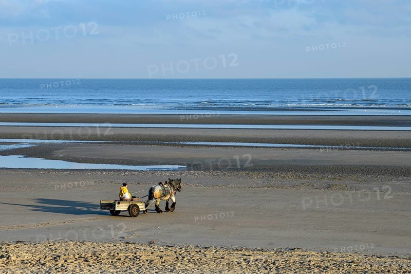 Horse fishermen on their way to fish for Brown shrimp (Crangon crangon), Koksijde, North Sea coast, province of West Flanders, Belgium, Europe