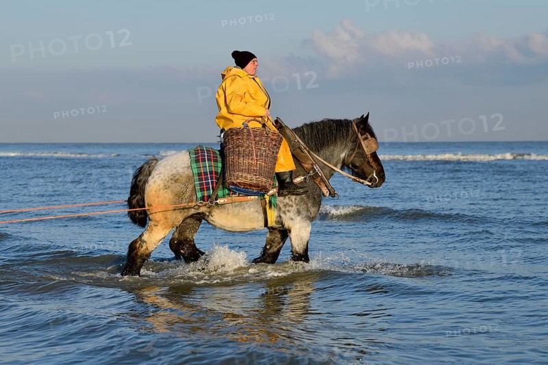 Horse fishermen catching Brown shrimp (Crangon crangon), Koksijde, North Sea coast, province of West Flanders, Belgium, Europe