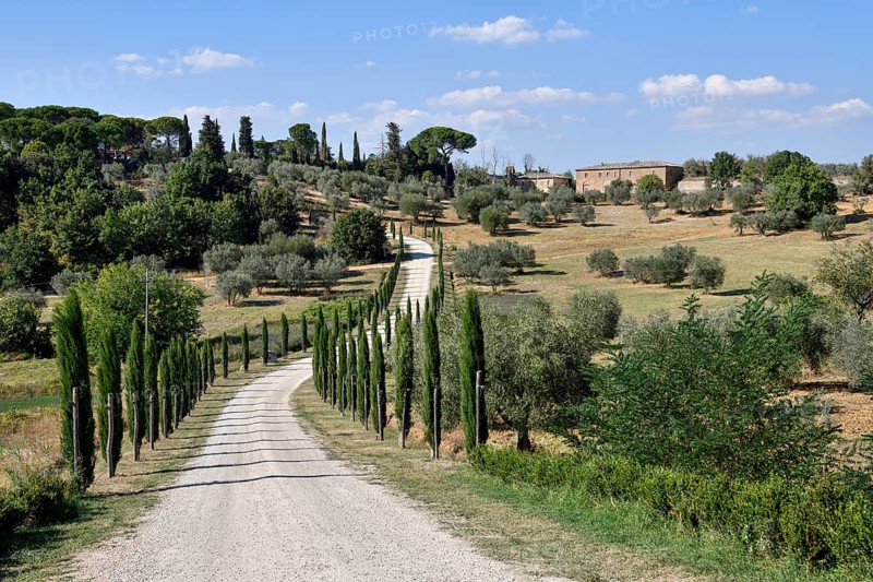 Cypress avenue near Palazzo Massaini, near Pienza, Val d'Orcia, Orcia Valley, Tuscany, Italy, Europe