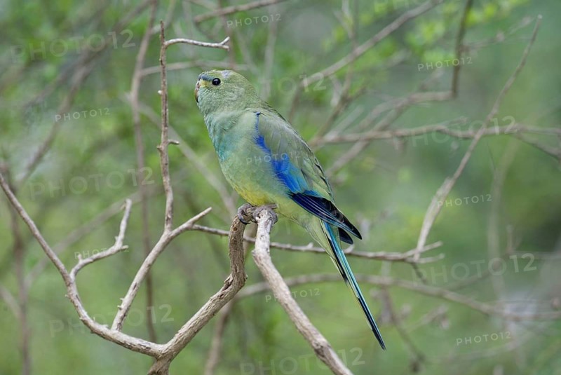 Elegant parrot (Neophema elegans), lateral, side