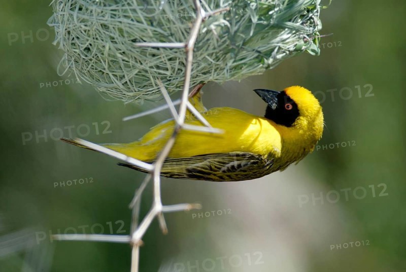 African Masked Weaver (Ploceus velatus), male, at nest, South_Africa