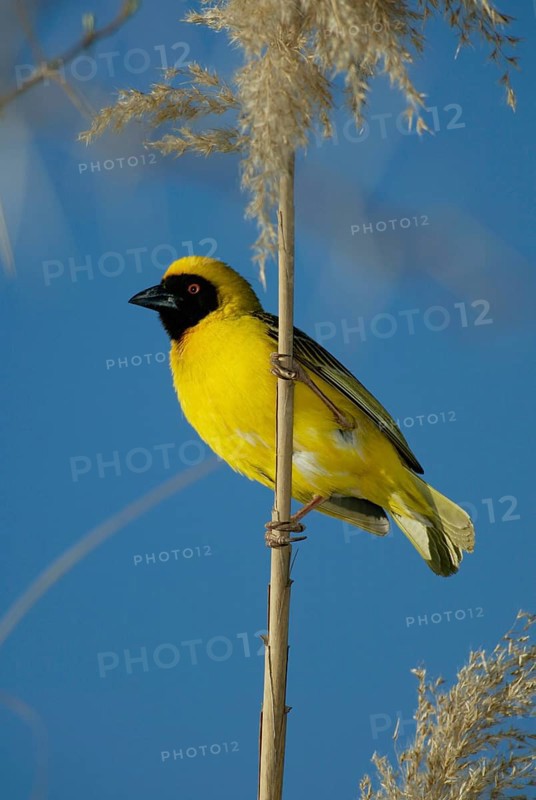 African Masked Weaver (Ploceus velatus), male, South_Africa