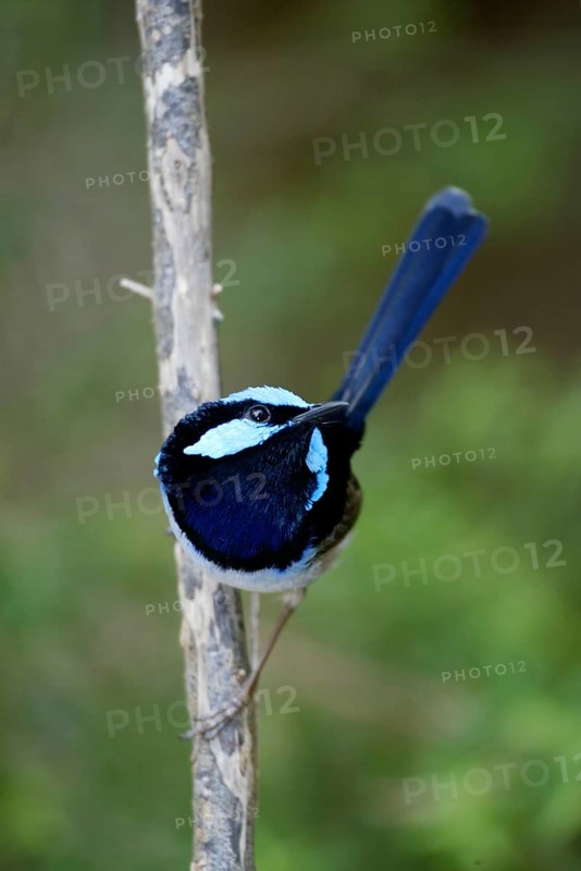 Superb Fairy-wren (Malurus cyaneus), male, Australia, Lasurstaffelschwanz, maennlich, Australien, Prachtstaffelschwanz, Oceania