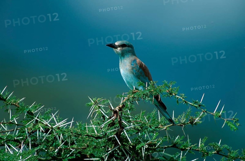 European Roller (Coracias garrulus), Tanzania, european roller, Tanzania, Europe, animals, birds, birds, outside, outdoor, branch, landscape, horizontal, sitting, sitting, adult, Africa