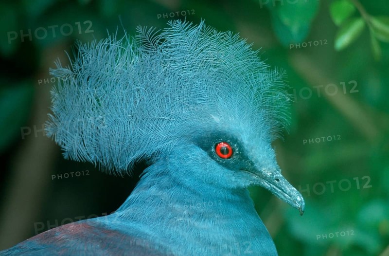 Blue Crowned Pigeon (Goura cristata), Blauschopf-Krontaube, Krontaube