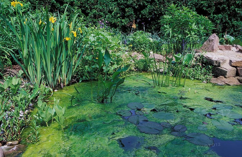 Garden pond with green algae, Germany (Chlorophyta) /