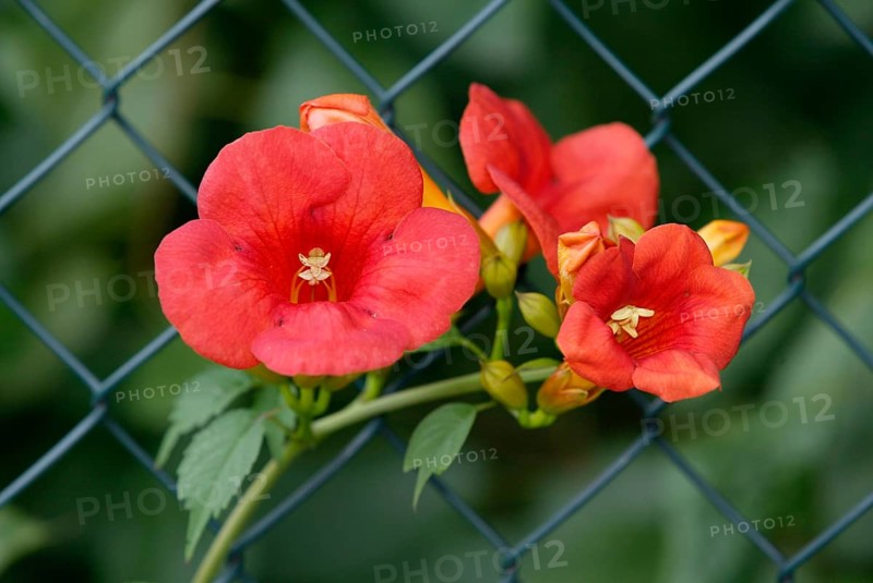 Trumpet Creeper blossoms at fence (Campsis x tagliabuana), Trumpet flower, blossoms at fence
