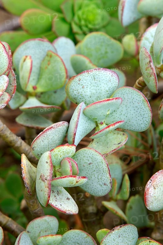 Jade plant (Crassula obliqua) (Crassula ovata)