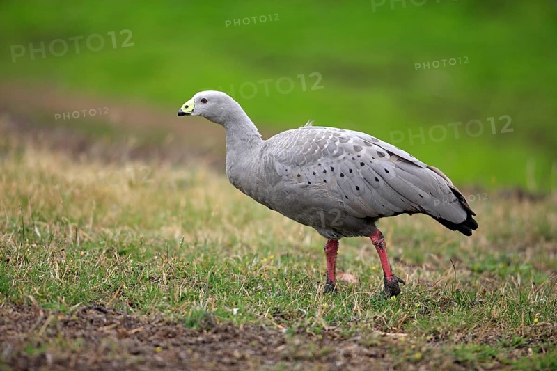 Cereopsis Goose (Cereopsis novaehollandiae), Australia, side, Oceania