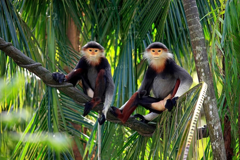 Red-shanked Douc (Pygathrix nemaeus) Langurs