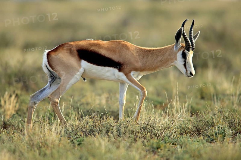 Springbok, male, Mountain Zebra National Park, South Africa (Anitdorcas marsupialis), antelope, lateral