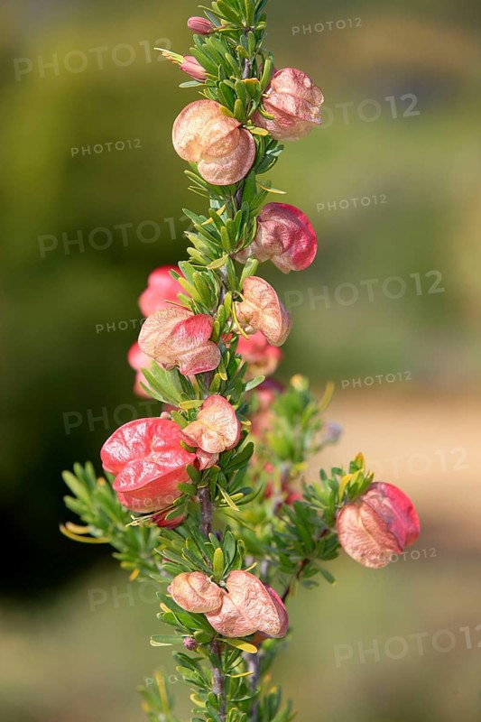 Chinese lantern tree, Western Cape, South Africa (Nymania capensis)