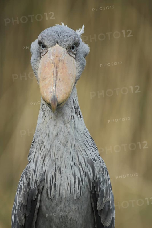 Shoebill (Balaeniceps rex), portrait, view, frontal, Balaenicipitidae, copepods, Pelecaniformes, bird, animal, vertebrate, captive