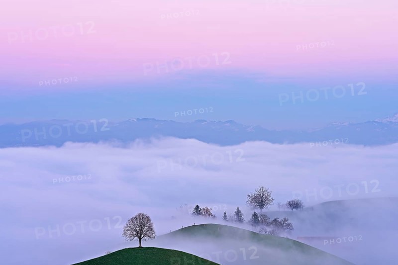 Trees in drumlin landscape shrouded in fog, in the light of the blue hour, Hirzel, Canton Zurich, Switzerland, Europe