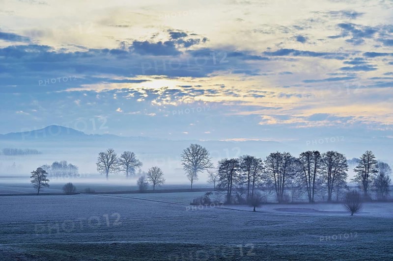Siebeneichen nature reserve in the early morning mist, Merenschwand, Freiamt, Canton Aargau, Switzerland, Europe