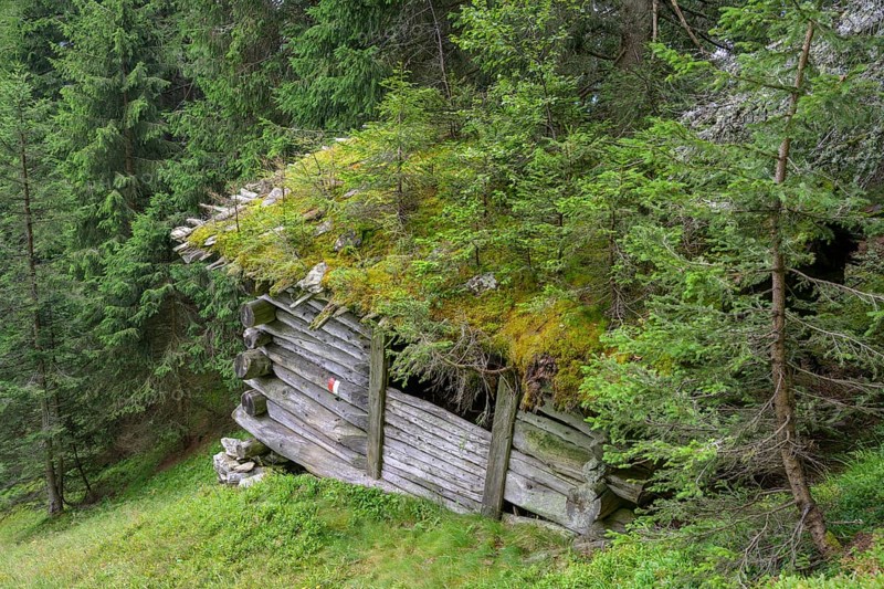 Dilapidated hut with trees on the roof, moss in Passeier, South Tyrol, Italy, Europe