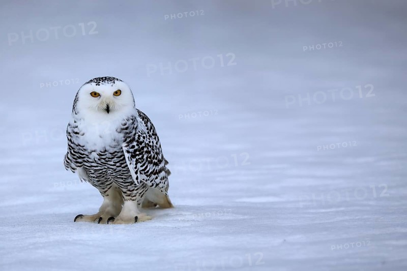 Snowy owl (Nyctea scandiaca), snowy owl, adult, alert, in the snow, foraging, in winter, Bohemian Forest, Czech Republic, Europe
