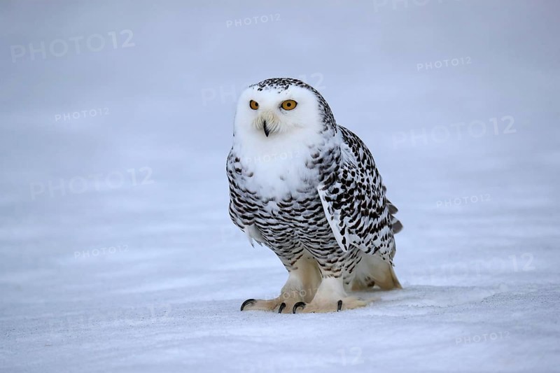Snowy owl (Nyctea scandiaca), snowy owl, adult, alert, in the snow, foraging, in winter, Bohemian Forest, Czech Republic, Europe