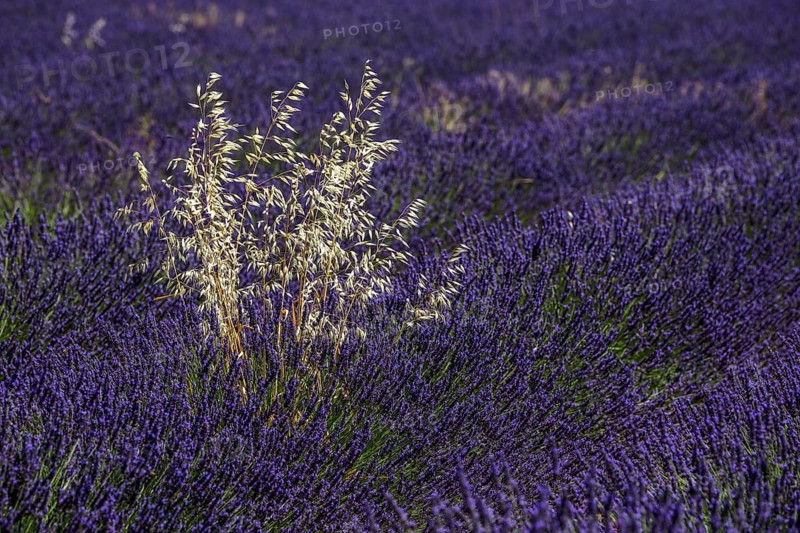 Oat (Avena) standing among flowering common lavender (Lavandula angustifolia) near Valensole, Provence, Provence-Alpes-Cote d Azur, South of France, France, Europe