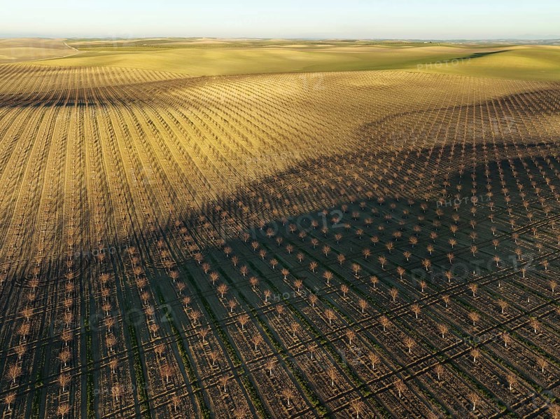 Cultivated young Almond Trees (Prunus dulcis) in the Campiña Cordobesa, the fertile rural area south of the town of Córdoba, aerial view, drone shot, Córdoba province, Andalusia, Spain, Europe