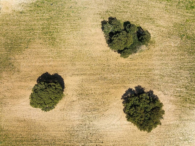 Holm Oaks (Quercus ilex) in a field, aerial view, drone shot, Almería province, Andalusia, Spain, Europe