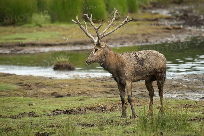 Père david's deer (Elaphurus davidianus) standing on the shore of a lake, captive, southern Sweden, Sweden, Europe