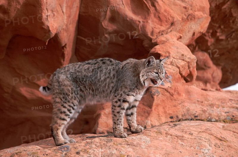 Bobcat (Lynx rufus), side